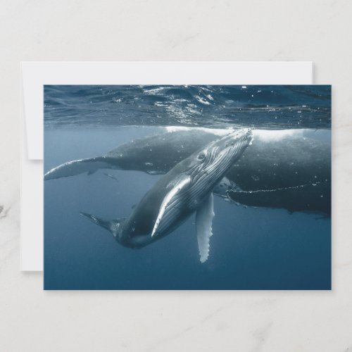 Cutest Baby Animals  Humpback Whale Calf Thank You Card