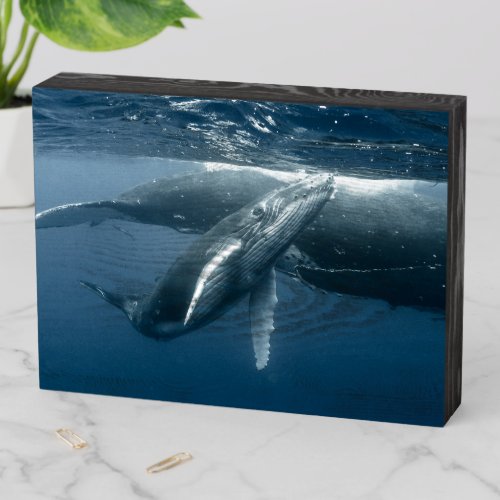 Cutest Baby Animals  Humpback Whale Calf Wooden Box Sign