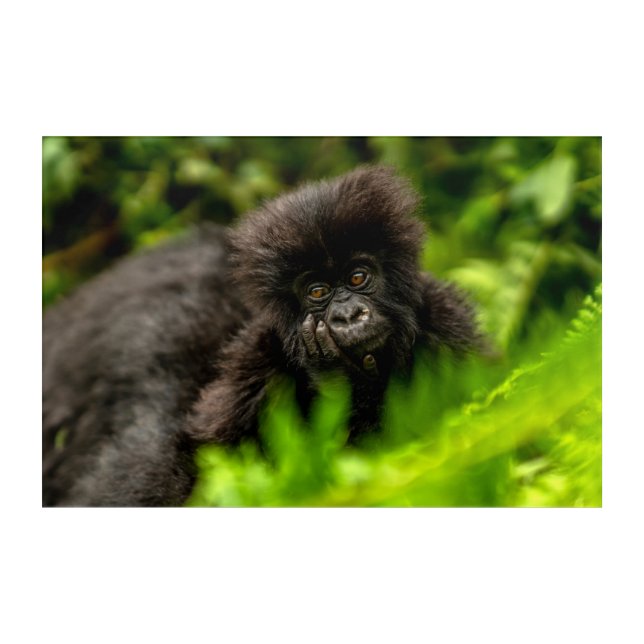 Cutest Baby Animals | Infant Mountain Gorilla Acrylic Print (Front)