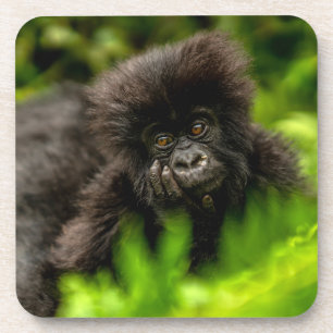 Cutest Baby Animals Infant Mountain Gorilla Beverage Coaster