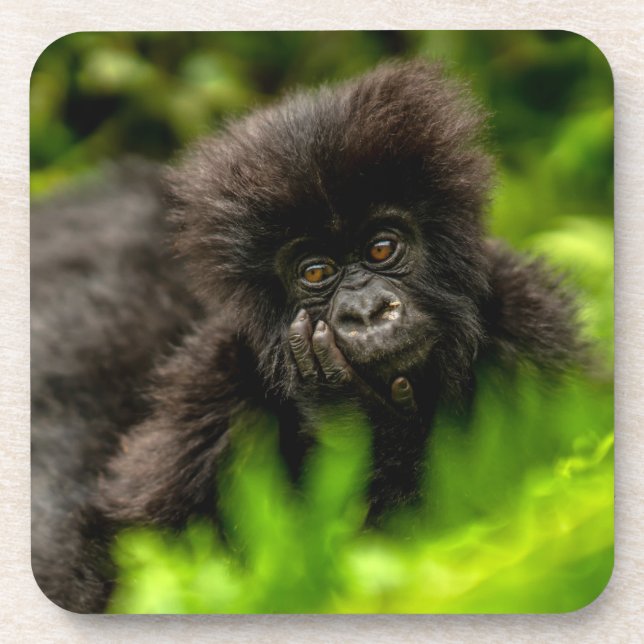 Cutest Baby Animals | Infant Mountain Gorilla Beverage Coaster (Front)