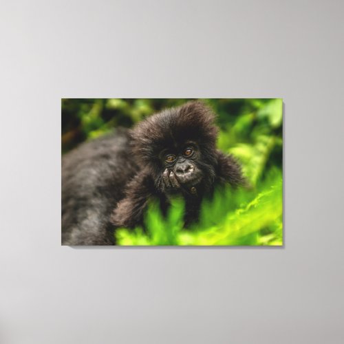 Cutest Baby Animals  Infant Mountain Gorilla Canvas Print