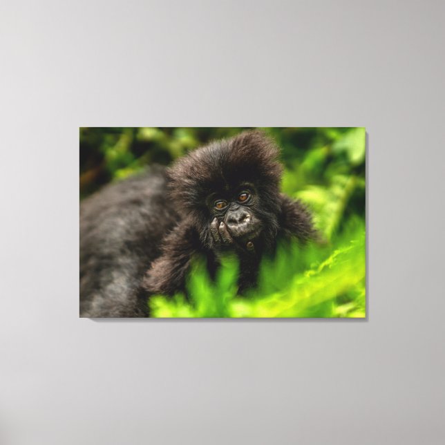 Cutest Baby Animals | Infant Mountain Gorilla Canvas Print (Front)