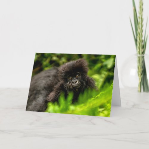 Cutest Baby Animals  Infant Mountain Gorilla Card