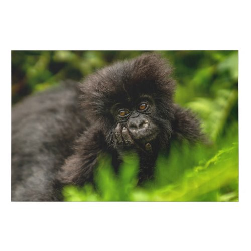 Cutest Baby Animals  Infant Mountain Gorilla Faux Canvas Print