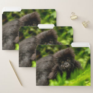 Cutest Baby Animals   Infant Mountain Gorilla File Folder
