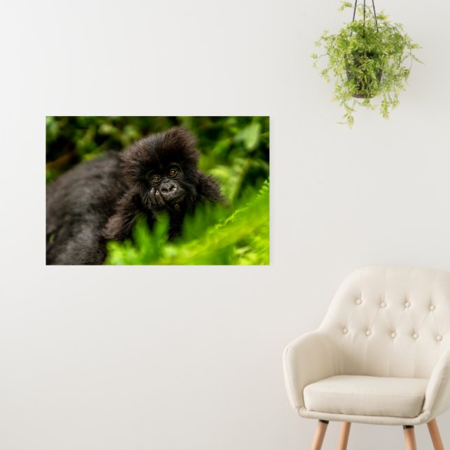 Cutest Baby Animals | Infant Mountain Gorilla Foam Board (In Situ (Wall))