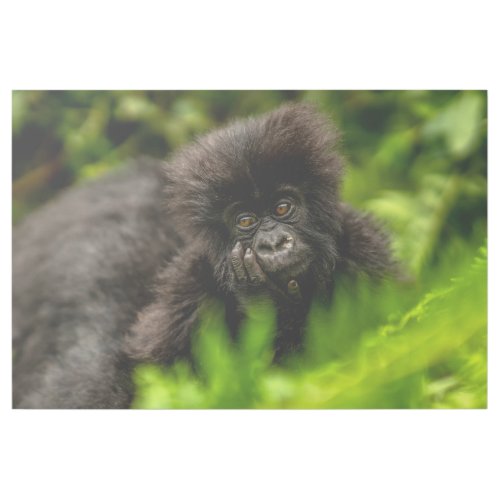 Cutest Baby Animals  Infant Mountain Gorilla Gallery Wrap