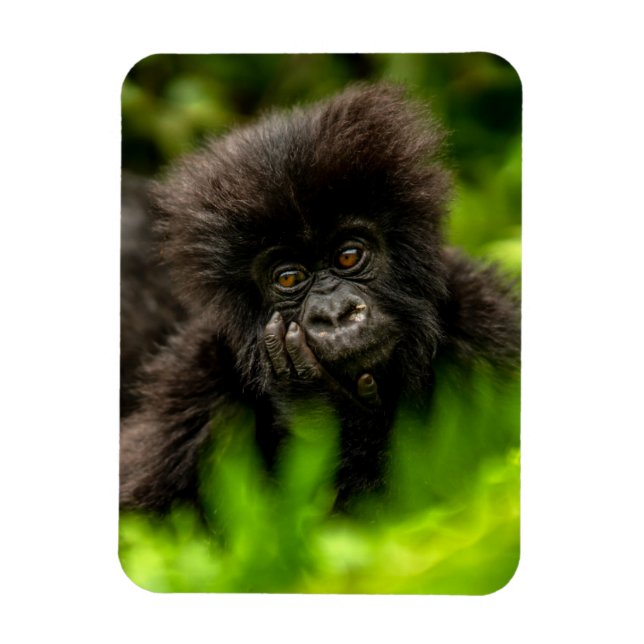 Cutest Baby Animals | Infant Mountain Gorilla Magnet (Vertical)
