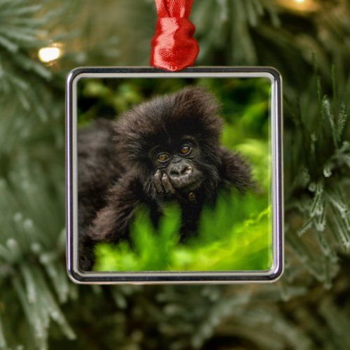 Cutest Baby Animals  Infant Mountain Gorilla Metal Ornament