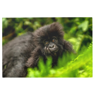 Cutest Baby Animals   Infant Mountain Gorilla Metal Print