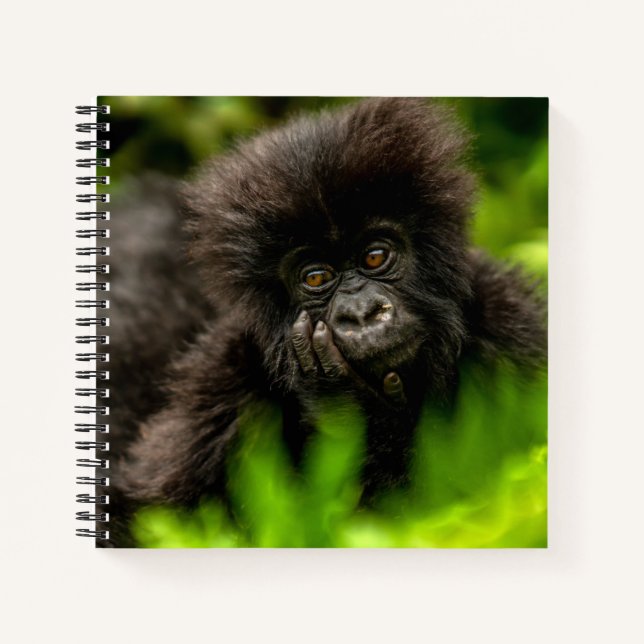 Cutest Baby Animals | Infant Mountain Gorilla Notebook (Front)
