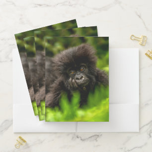 Cutest Baby Animals Infant Mountain Gorilla Pocket Folder