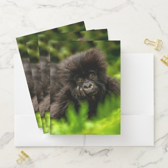 Cutest Baby Animals | Infant Mountain Gorilla Pocket Folder (In Situ)