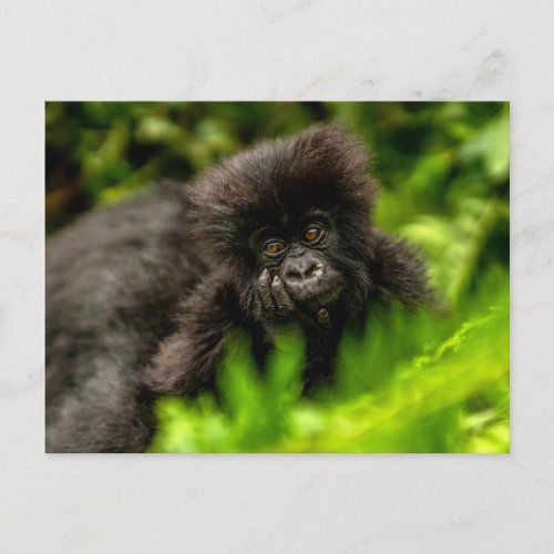 Cutest Baby Animals  Infant Mountain Gorilla Postcard
