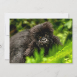 Cutest Baby Animals   Infant Mountain Gorilla Thank You Card