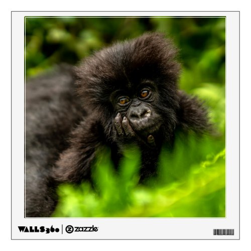 Cutest Baby Animals  Infant Mountain Gorilla Wall Decal