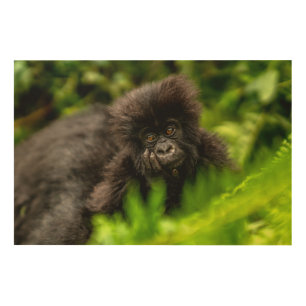 Cutest Baby Animals   Infant Mountain Gorilla Wood Wall Art