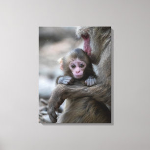 Cutest Baby Animals   Japanese Monkey & Baby Canvas Print