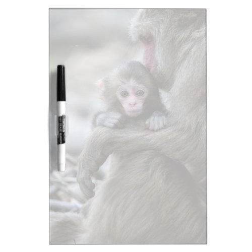 Cutest Baby Animals  Japanese Monkey  Baby Dry Erase Board