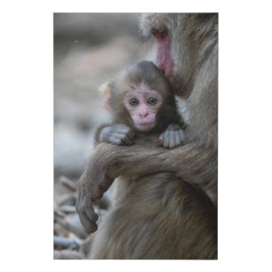 Cutest Baby Animals   Japanese Monkey & Baby Faux Canvas Print