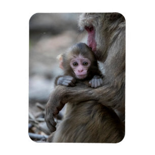 Cutest Baby Animals Japanese Monkey & Baby Magnet