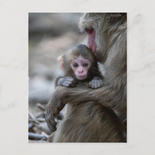 Cutest Baby Animals  Japanese Monkey  Baby Postcard