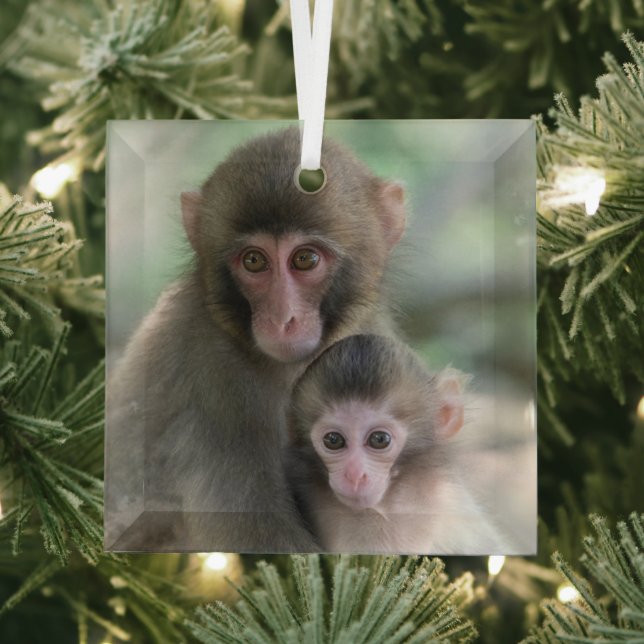 Cutest Baby Animals | Japanese Monkeys Glass Ornament (Insitu)