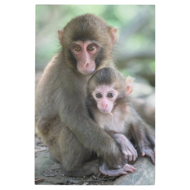 Cutest Baby Animals | Japanese Monkeys Metal Print (Front)