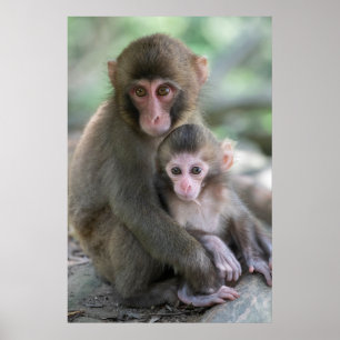 Cutest Baby Animals   Japanese Monkeys Poster
