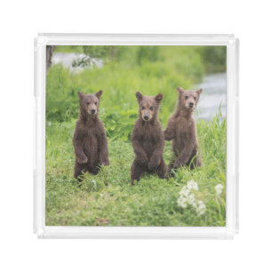 Cutest Baby Animals   Kamchatka Brown Bear Cubs Acrylic Tray