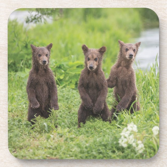 Cutest Baby Animals | Kamchatka Brown Bear Cubs Beverage Coaster (Front)