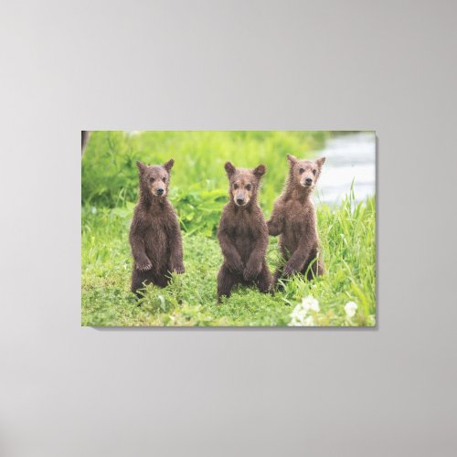 Cutest Baby Animals  Kamchatka Brown Bear Cubs Canvas Print