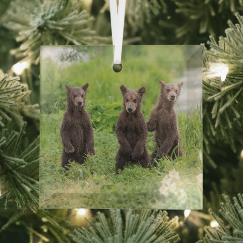 Cutest Baby Animals  Kamchatka Brown Bear Cubs Glass Ornament