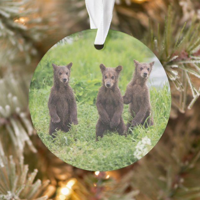 Cutest Baby Animals | Kamchatka Brown Bear Cubs Ornament (Tree)