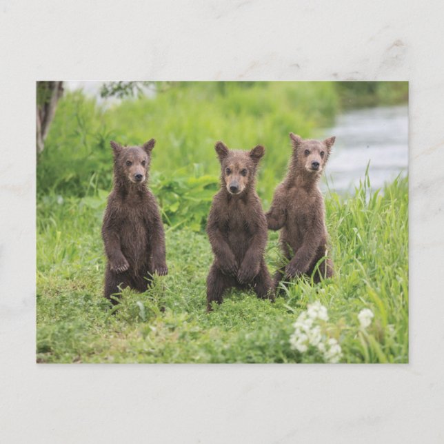 Cutest Baby Animals | Kamchatka Brown Bear Cubs Postcard (Front)