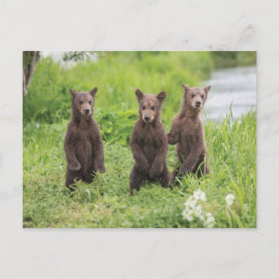 Cutest Baby Animals   Kamchatka Brown Bear Cubs Postcard