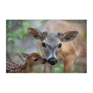 Cutest Baby Animals Key Deer Stag & Fawn Acrylic Print
