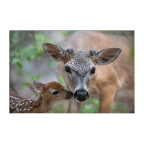 Cutest Baby Animals  Key Deer Stag  Fawn Acrylic Print