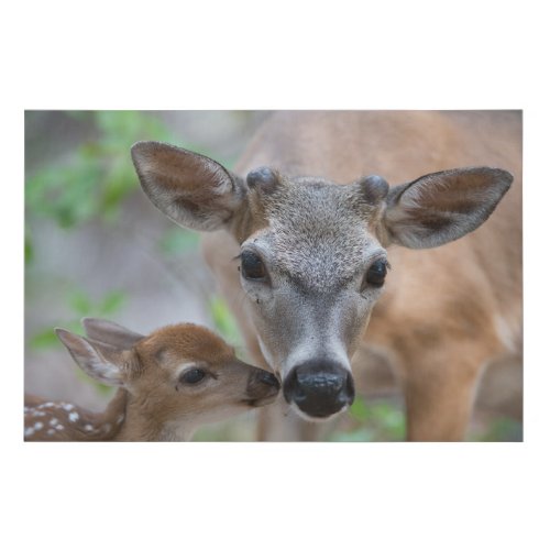 Cutest Baby Animals  Key Deer Stag  Fawn Faux Canvas Print