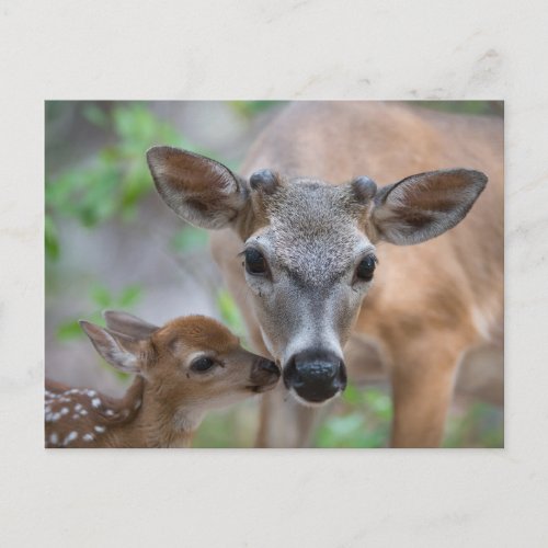 Cutest Baby Animals  Key Deer Stag  Fawn Postcard