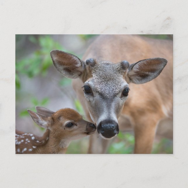 Cutest Baby Animals | Key Deer Stag & Fawn Postcard (Front)