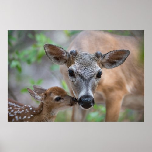 Cutest Baby Animals  Key Deer Stag  Fawn Poster