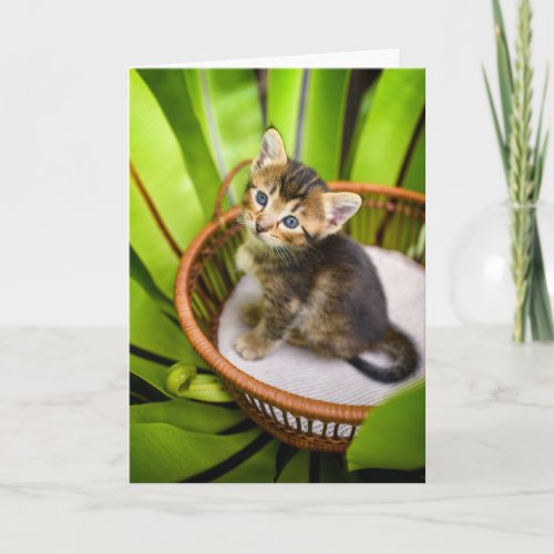 Cutest Baby Animals  Kitten in Basket Card