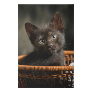 Cutest Baby Animals Kitten in Basket Faux Canvas Print