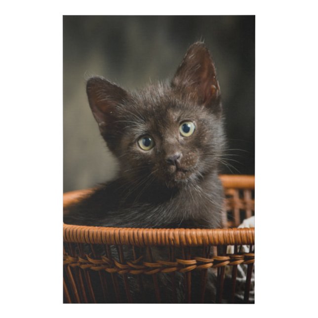 Cutest Baby Animals | Kitten in Basket Faux Canvas Print (Front)