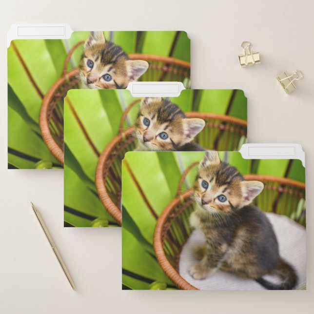 Cutest Baby Animals | Kitten in Basket File Folder (Set)