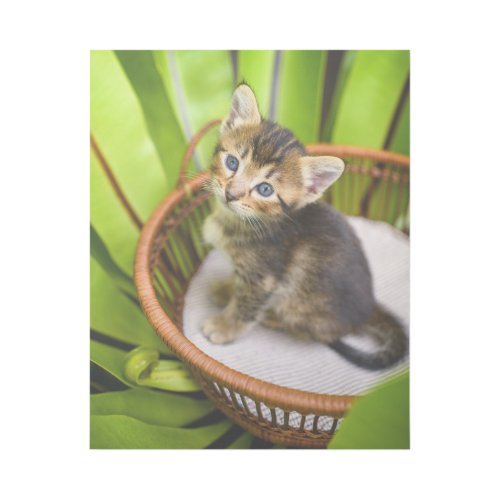 Cutest Baby Animals  Kitten in Basket Gallery Wrap