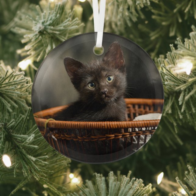 Cutest Baby Animals | Kitten in Basket Glass Ornament (Insitu)