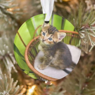Cutest Baby Animals   Kitten in Basket Ornament